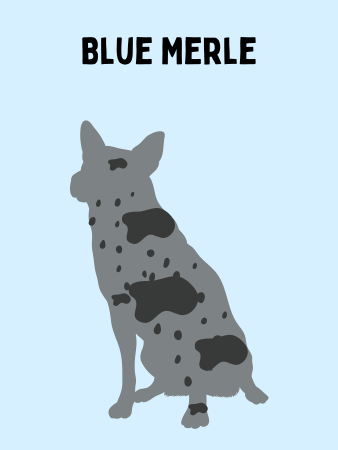 Graphic showing the silhouette of a blue merle Texas Heeler with a light blue background.