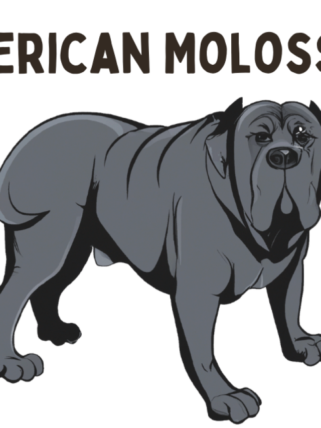 American Molossus: Meet the World’s Biggest Dog Breed Story