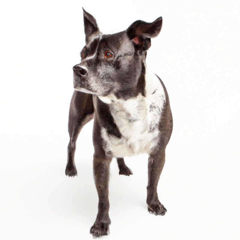 A Jack Russell-French Bulldog standing and looking away with his ears standing up.