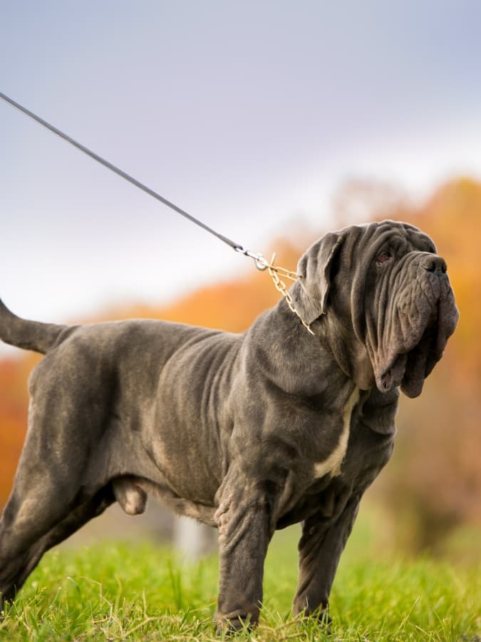 Neapolitan Mastiff standing outside in the grass with a leash on.