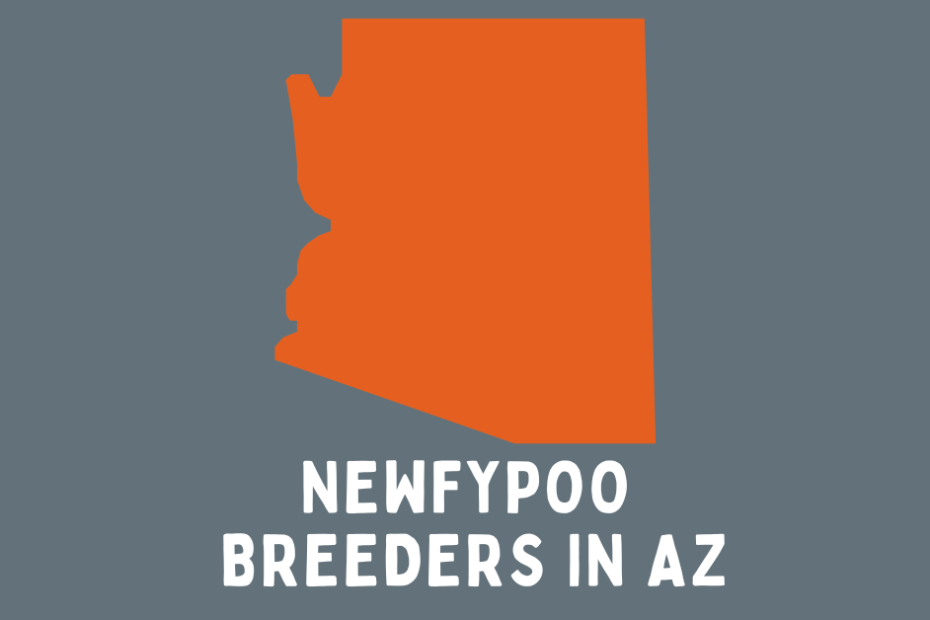 State of Arizona in orange with a grey background and text below saying "Newfypoo Breeders in AZ."