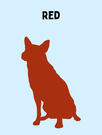 Graphic showing the silhouette of a red Texas Heeler with a light blue background.