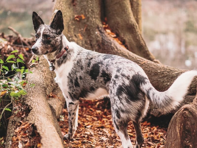 Merle Texas Heeler standing outside next to a tree with an alert look on his face.