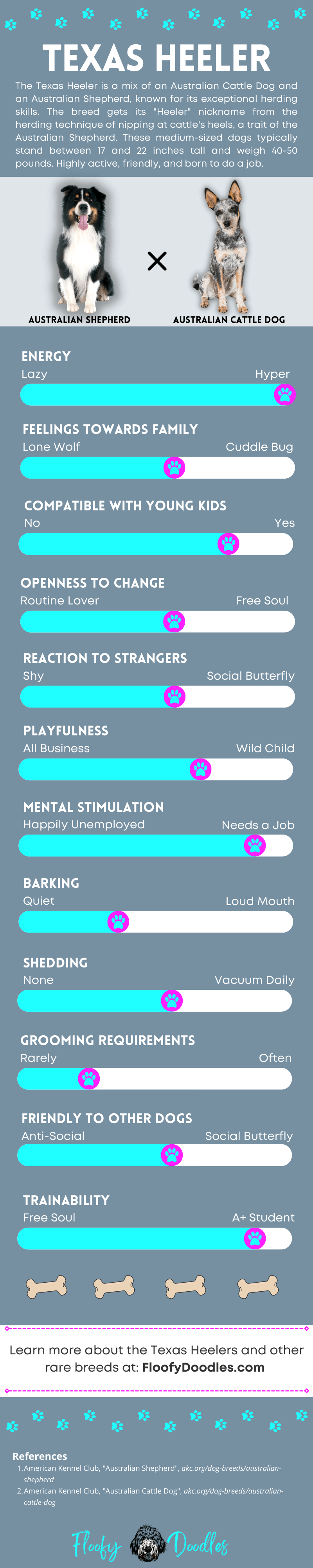 Infographic summarizing the traits and characteristics of the Texas Heeler.