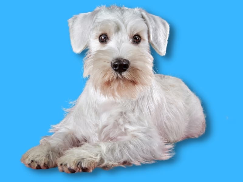 White Mini Schnauzer laying down and surrounded by a bright blue background.