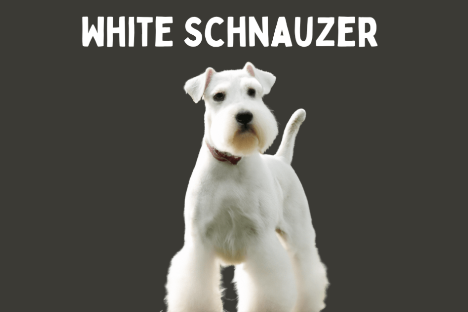 A White Schnauzer with text above reading "White Schnauzer".