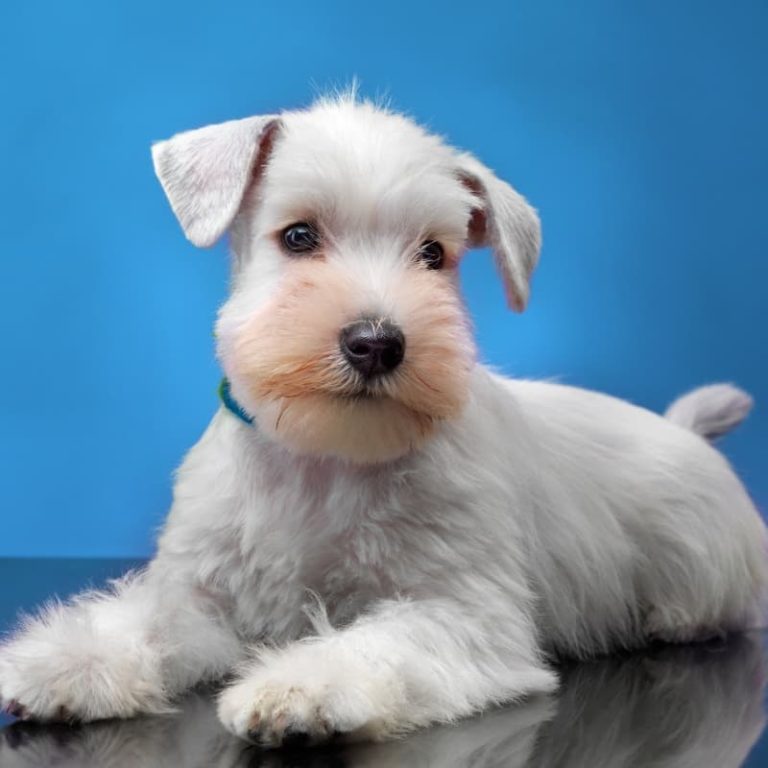 White Schnauzer: Discover The Secrets Of This Rare Color