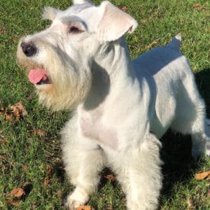 White Schnauzer: Discover The Secrets Of This Rare Color