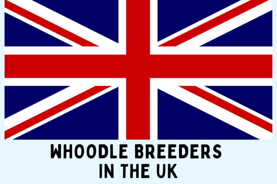 The UK flag with text below saying "Whoodle Breeders in the UK".