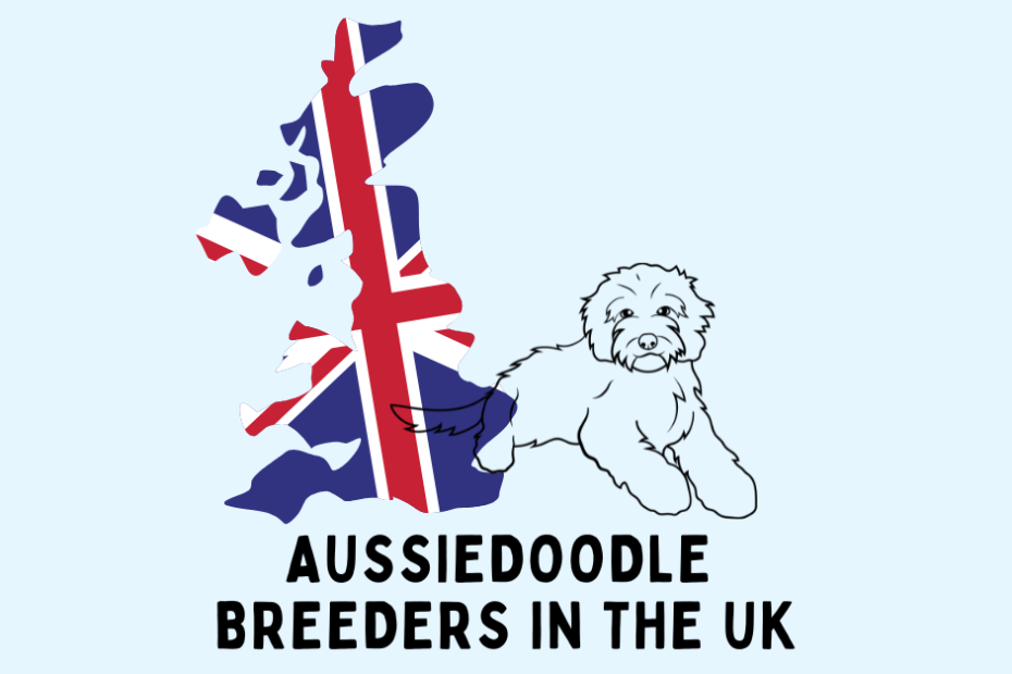 Outline of a fluffy dog with the United Kingdom landmass next to it and text below reading "Aussiedoodle Breeders in the UK."
