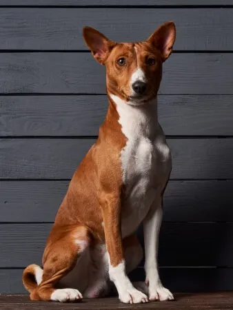 A brown and white dog with upright ears sits on a wooden floor in front of a dark gray wooden wall.