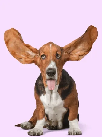 A basset hound with very large, upright ears and its tongue out, sitting against a pastel pink background.