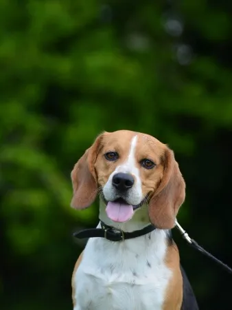 A beagle dog with a black collar sits outdoors on a leash, facing the camera with its tongue out and greenery in the background.