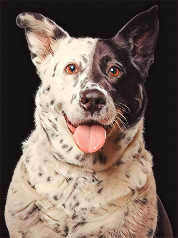 Artistic portrait of a black and white Texas Heeler.