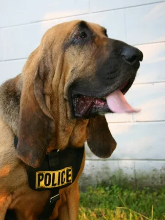 A bloodhound wearing a black harness with a yellow "POLICE" patch sits outdoors near a white wall.