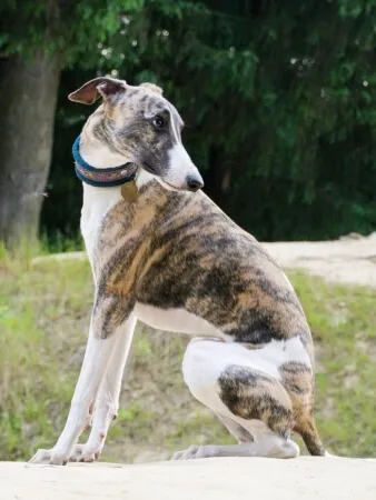 A brindle and white dog with a blue collar sits on sandy ground outdoors, looking to the left, with greenery in the background.