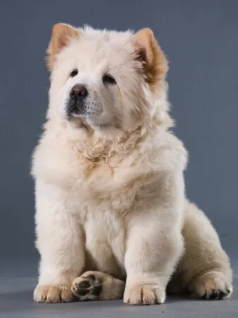 A fluffy, cream-colored Chow Chow puppy sits on a gray background, facing slightly left with its front paws crossed.