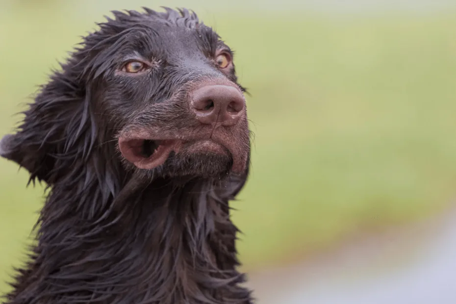 A wet black dog looking upward with a focused expression.