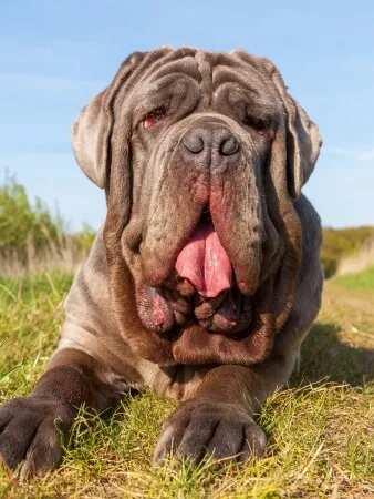 Large Neapolitan Mastiff lying on grass outdoors, facing the camera, with loose skin folds and mouth open.