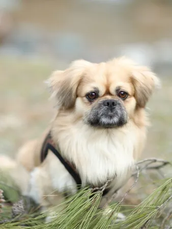 A small tan and white dog with a fluffy coat sits outdoors among green pine needles, wearing a harness.