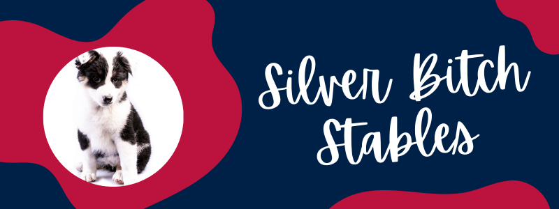 Decorative banner with blue and red colors featuring a Texas Heeler puppy and text next to it saying "Silver Bitch Stables."