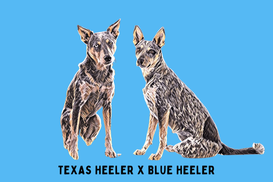Digital portrait of a Texas Heeler and Blue Heeler sitting side by side.