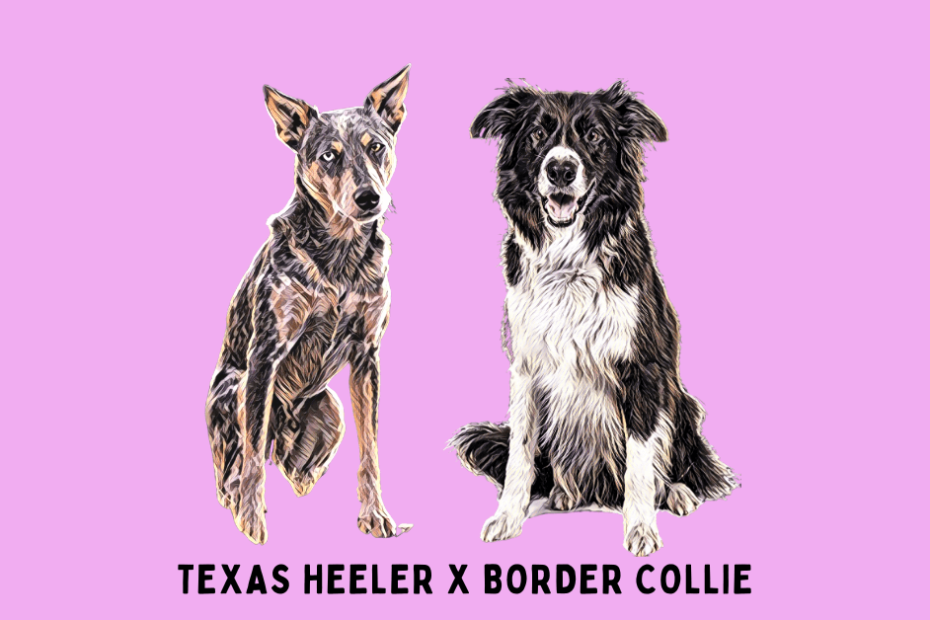 Digital portrait of a Texas Heeler and Border Collie sitting side by side.