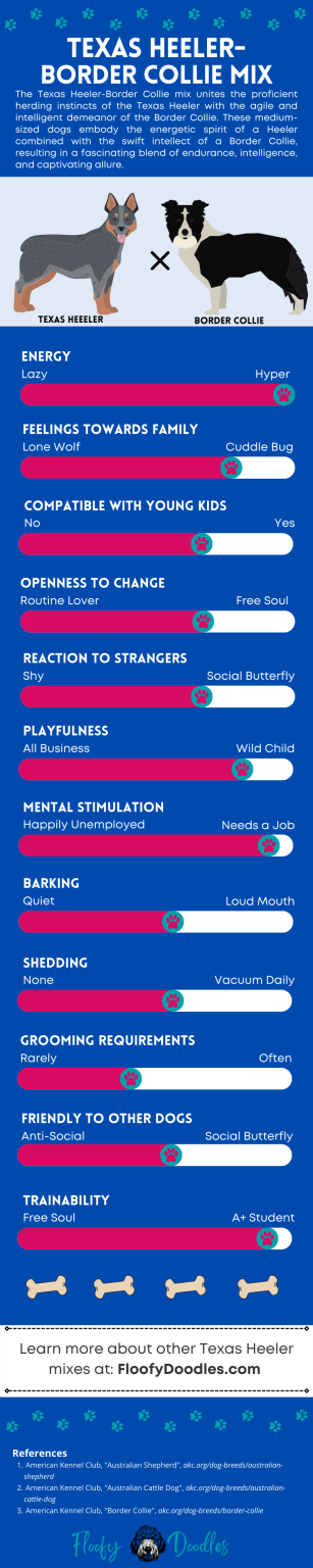 Texas Heeler Border Collie Mix (Ultimate Guide)