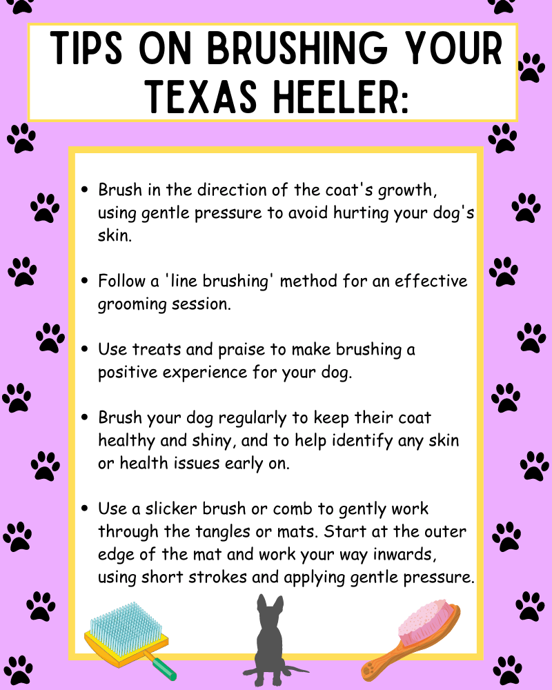 Infographic that provides tips on brushing a Texas Heeler.