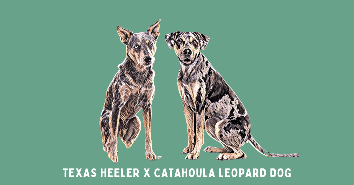 Stubborn Catahoula Leopard Dog Tricks Gifts Funny S T Shirt