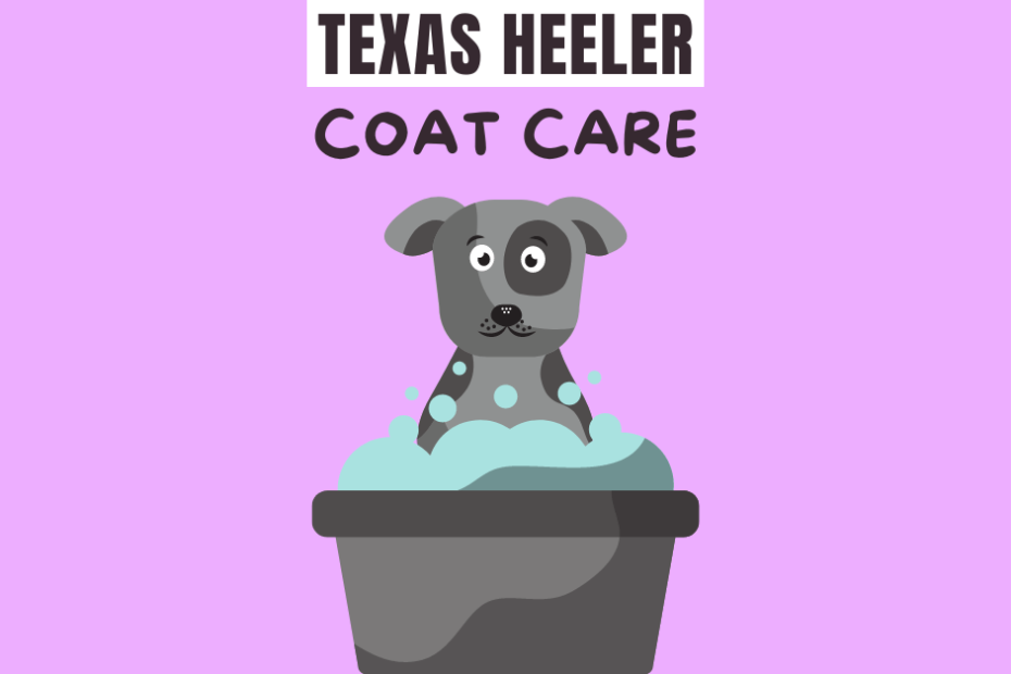 Cartoon Texas Heeler sitting in a bathtub with text above reading "Texas Heeler Coat Care".
