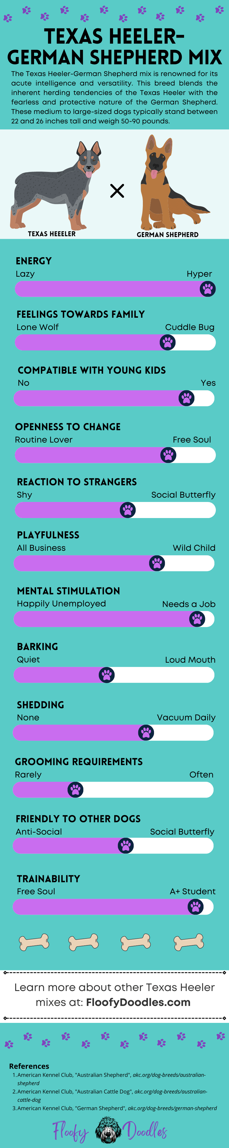 Infographic showing the traits and different traits and characteristics of the Texas Heeler-German Shepherd mix.