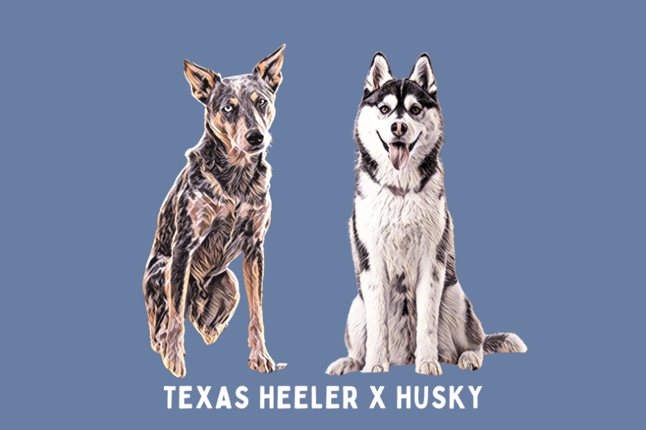 Digital portrait of a Texas Heeler and Siberian Husky sitting side by side.