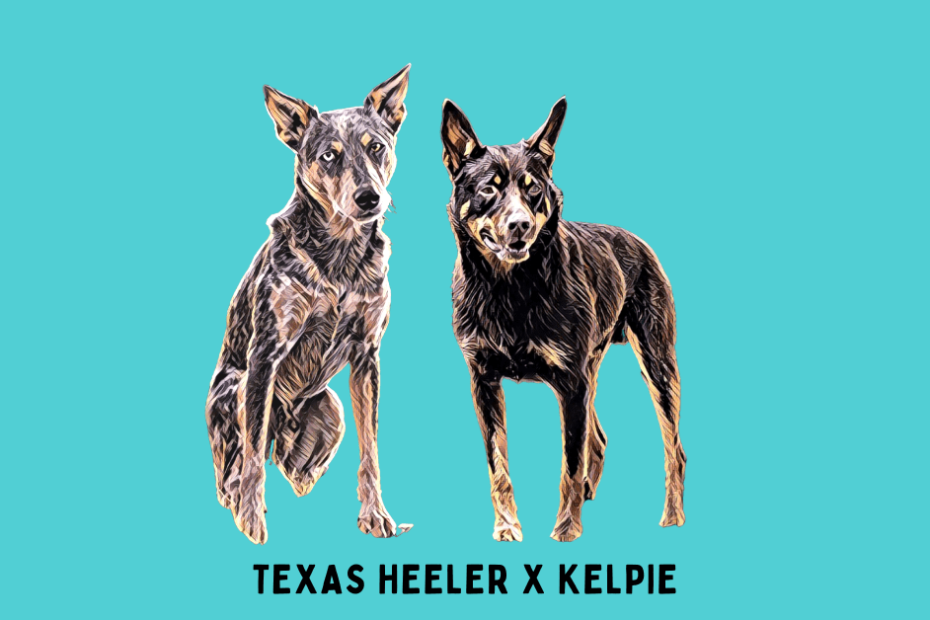 Digital portrait of a Texas Heeler and a Kelpie sitting side by side.