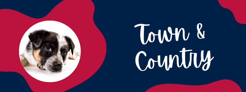 Decorative banner with blue and red colors featuring a Texas Heeler puppy and text next to it saying "Town & Country."