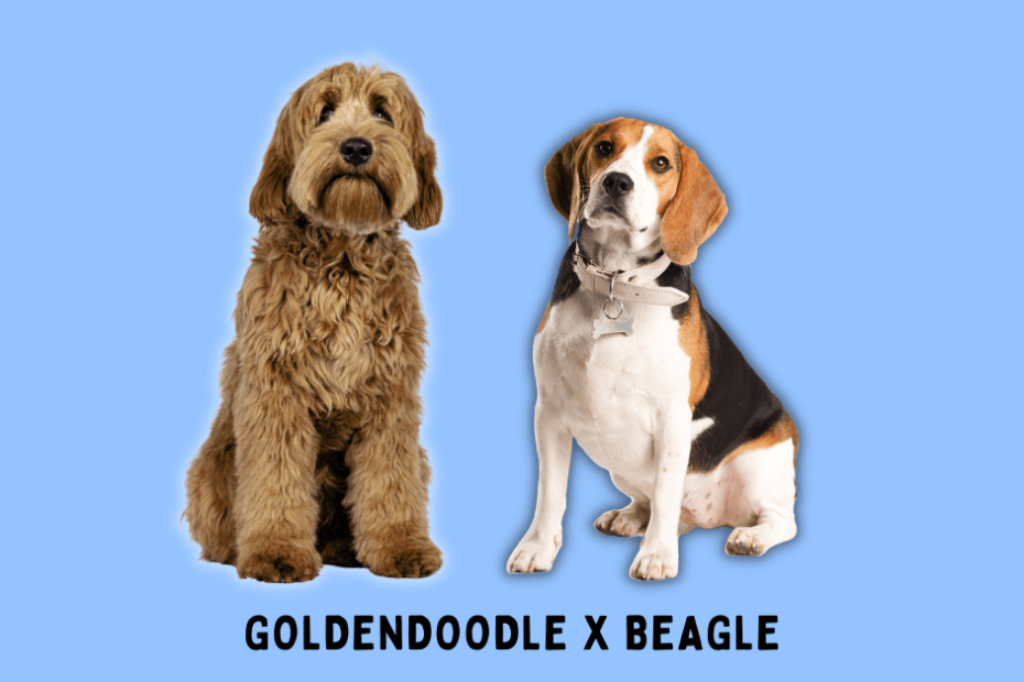 Goldendoodle sitting next to a Beagle with a blue background.