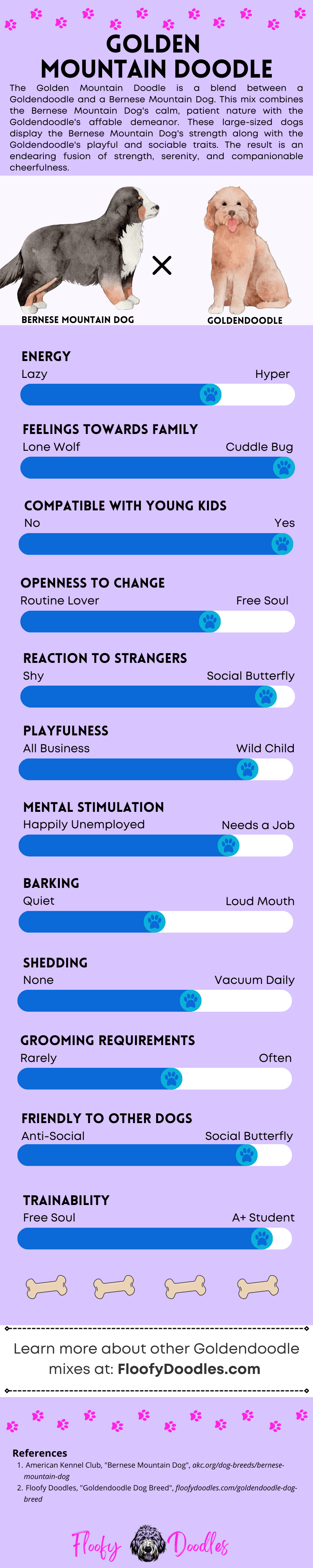 Light purple and dark blue infographic showing the different traits and characteristics of the Goldendoodle-Bernese Mountain Dog mix.