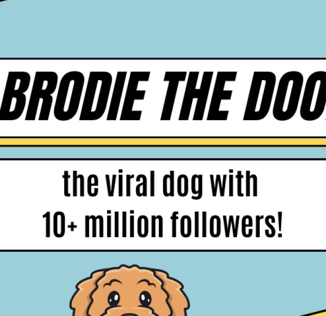Brodie the dog the viral dog with 10 million followers.