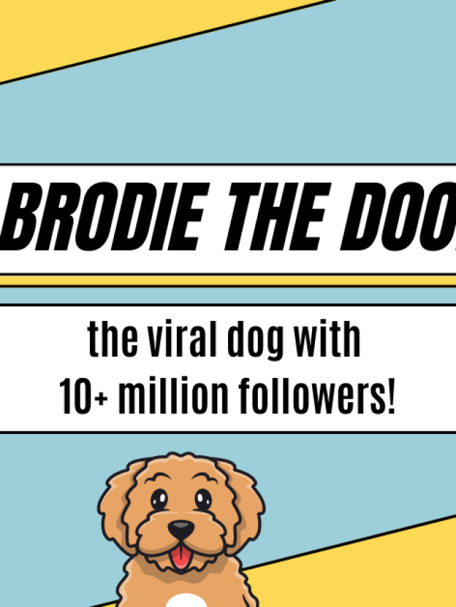 Brodie That Dood: The Doggo Breaking The Internet Story