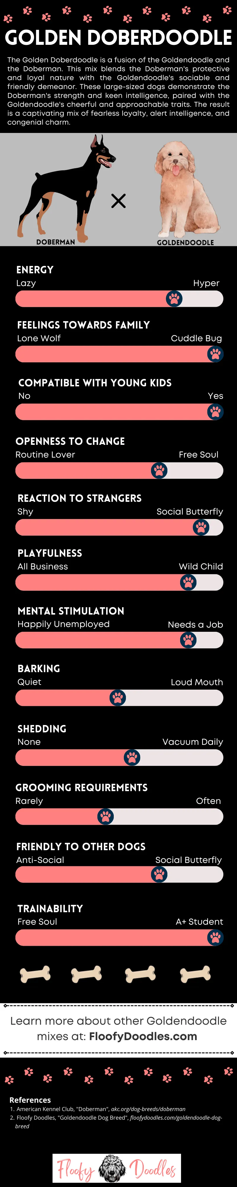 Black and coral infographic showing the different traits and characteristics of the Goldendoodle-Doberman mix.