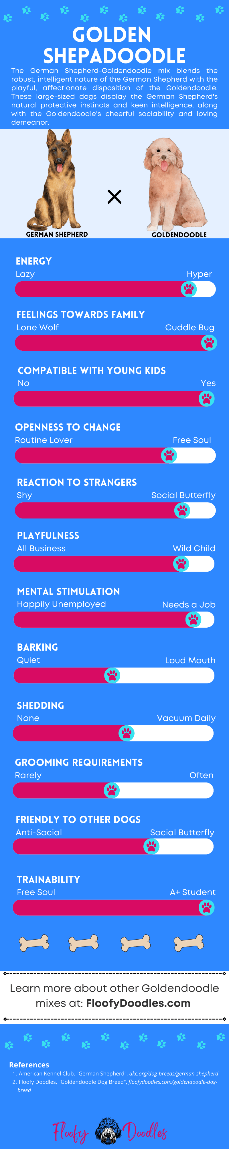 Bright blue and red infographic showing the different traits and characteristics of the Goldendoodle-German Shepherd mix.