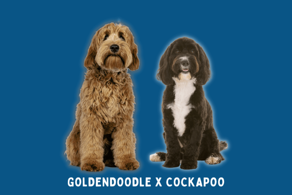 Goldendoodle sitting next to a black and white Cockapoo with a dark blue background.
