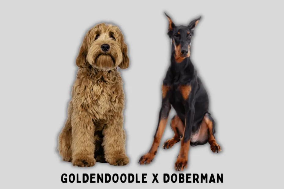Goldendoodle sitting next to a Doberman with a light grey background.