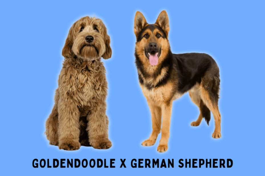 Goldendoodle sitting next to a German Shepherd with a bright blue background.