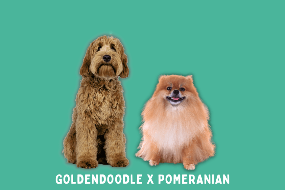 Goldendoodle sitting next to a Pomeranian with a blue-green background.