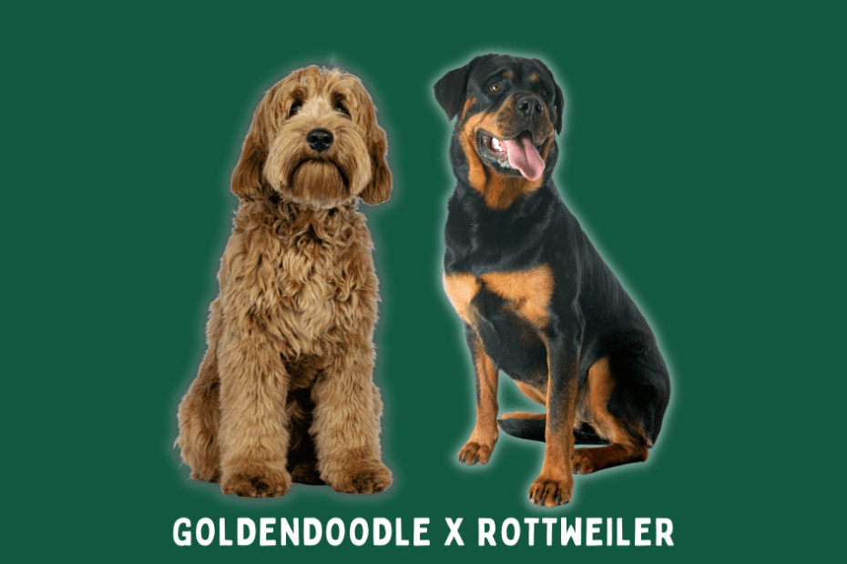 Goldendoodle sitting next to a Rottweiler with a forest green background.