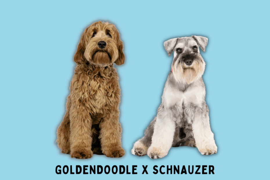 Goldendoodle sitting next to a Schnauzer with a blue background.
