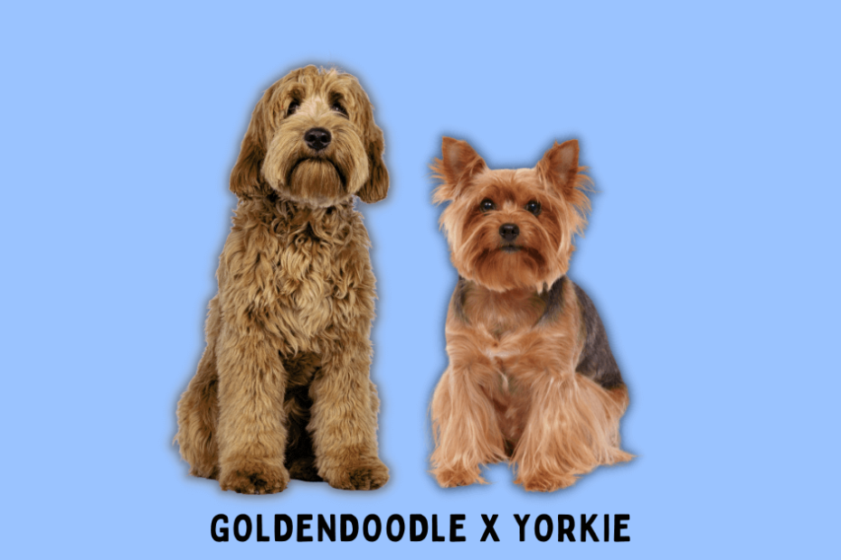 Goldendoodle sitting next to a Yorkie with a light blue background.