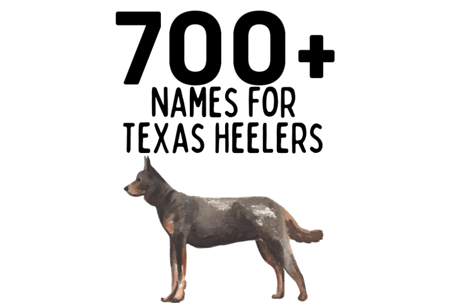 Texas Heeler with text above him reading "700+ Names For Texas Heelers."