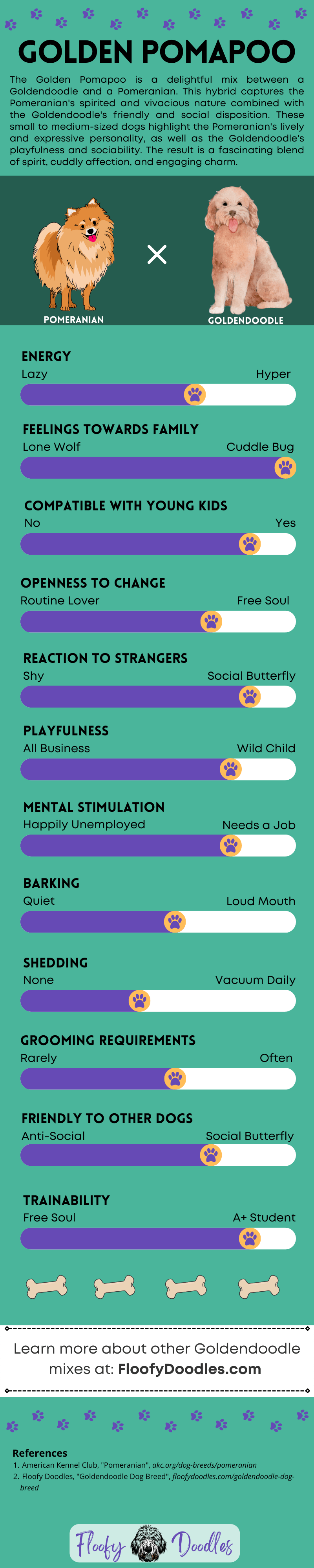 Teal and purple infographic showing the different traits and characteristics of the Goldendoodle-Pomeranian mix.